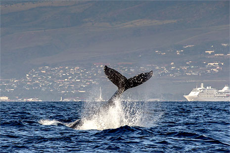 Maui Condo Rentals Whale Watching