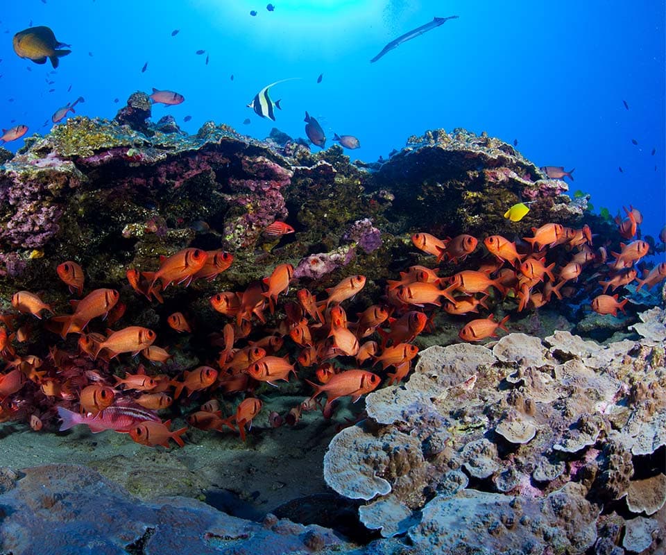 Atlantis Submarines